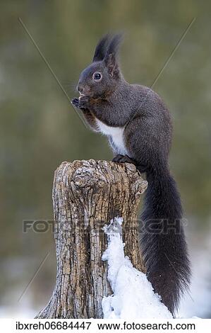 Stock Photo - Squirrel (Sciurus vulgaris), sitting on a tree stump, Terfens, Tyrol, Austria, Europe. Fotosearch