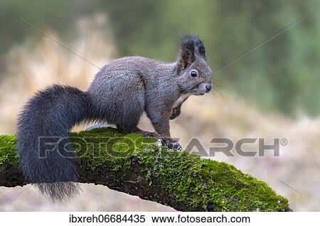 Stock Photography - Squirrel (Sciurus vulgaris), sitting on a branch, Terfens, Tyrol, Austria, Europe. Fotosearch