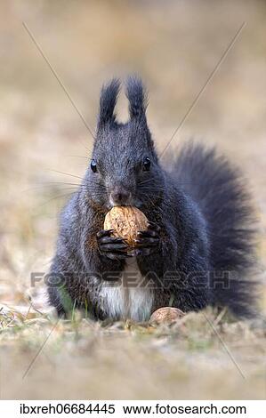 Squirrel (Sciurus vulgaris), sitting on the ground and holding a walnut in its paws, Terfens, Tyrol, Austria, Europe View Large Photo Image Stock Photography - Squirrel (Sciurus vulgaris), sitting on the ground and holding a walnut in its paws, Terfens, Tyrol, Austria, Europe. Fotosearch