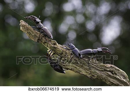 Stock Photo - Stag beetle (Lucanus cervus) three males with antler-like enlarged mandibles and one female, largest and most conspicuous beetle in Europe, Thuringia, Germany, Europe. Fotosearch