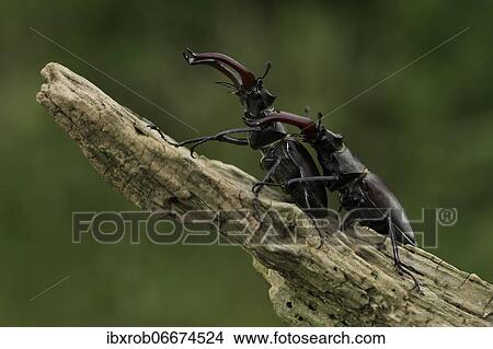Picture - Stag beetle (Lucanus cervus) two males with antler-like enlarged mandibles in a comment fight, largest and most conspicuous beetle in Europe, Thuringia, Germany, Europe. Fotosearch