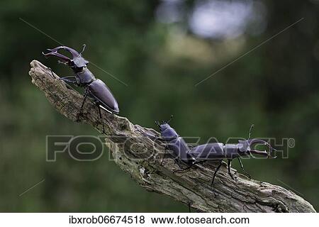 Stag beetle (Lucanus cervus) two males with antler-like enlarged mandibles and one female, largest and most conspicuous beetle in Europe, Thuringia, Germany, Europe View Large Photo Image Stock Photo - Stag beetle (Lucanus cervus) two males with antler-like enlarged mandibles and one female, largest and most conspicuous beetle in Europe, Thuringia, Germany, Europe. Fotosearch