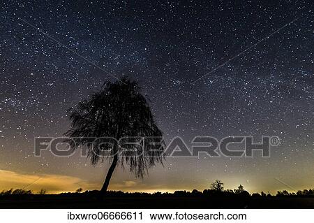Starry sky over birch, night, star, Oldenburger Münsterland, Goldenstedt, Lower Saxony, Germany, Europe View Large Photo Image Stock Image - Starry sky over birch, night, star, Oldenburger Münsterland, Goldenstedt, Lower Saxony, Germany, Europe. Fotosearch