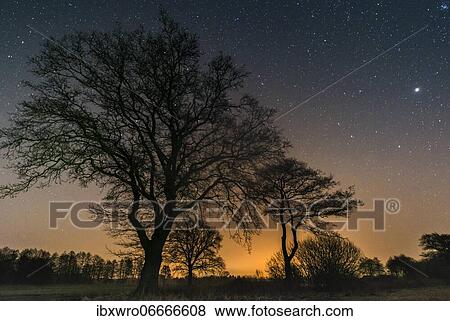 Stock Photo - Starry sky over trees, night, star, Oldenburger Münsterland, Goldenstedt, Lower Saxony, Germany, Europe. Fotosearch