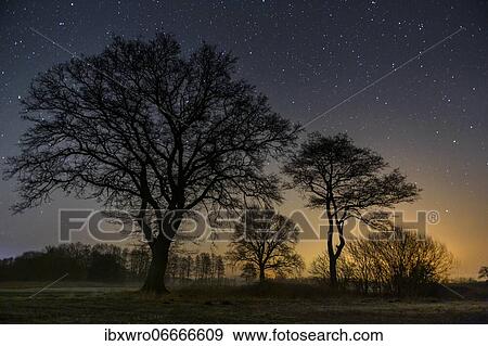 Starry sky over trees, night, star, Oldenburger Münsterland, Goldenstedt, Lower Saxony, Germany, Europe View Large Photo Image Stock Photo - Starry sky over trees, night, star, Oldenburger Münsterland, Goldenstedt, Lower Saxony, Germany, Europe. Fotosearch