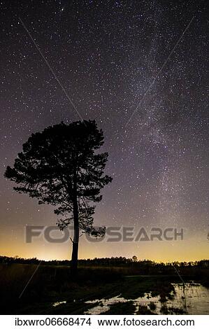 Stars in the sky above a tree, Goldenstedt Moor, night, Milky Way, Lower Saxony, Germany, Europe View Large Photo Image Picture - Stars in the sky above a tree, Goldenstedt Moor, night, Milky Way, Lower Saxony, Germany, Europe. Fotosearch