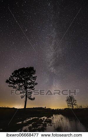 Stars in the sky above a tree, Goldenstedter Moor, night, Milky Way, Germany, Europe View Large Photo Image Stock Photo - Stars in the sky above a tree, Goldenstedter Moor, night, Milky Way, Germany, Europe. Fotosearch