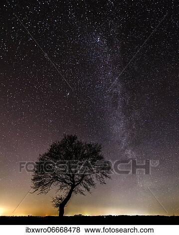 Stars in the sky above a tree, Goldenstedter Moor, night, Milky Way, Germany, Europe View Large Photo Image Stock Photo - Stars in the sky above a tree, Goldenstedter Moor, night, Milky Way, Germany, Europe. Fotosearch