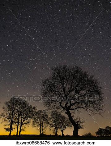 Stars in the sky above a tree, Goldenstedter Moor, night, Germany, Europe View Large Photo Image Stock Photograph - Stars in the sky above a tree, Goldenstedter Moor, night, Germany, Europe. Fotosearch