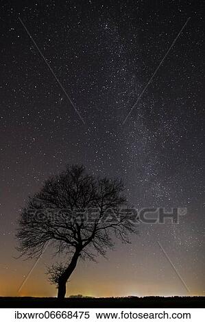 Stars in the sky above a tree, Goldenstedter Moor, night, Milky Way, Germany, Europe View Large Photo Image Stock Photography - Stars in the sky above a tree, Goldenstedter Moor, night, Milky Way, Germany, Europe. Fotosearch