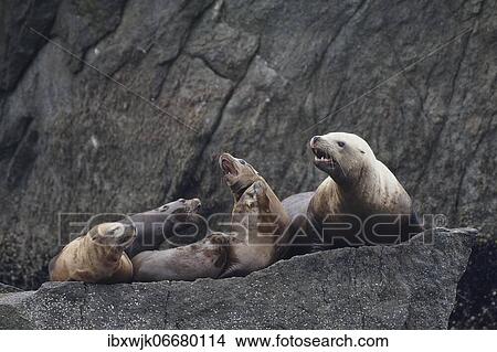 Steller sea lions (Eumetopias jubatus), bull with four cows on rocky outcrop, Kenai Fjords National Park, Alaska, USA, North America View Large Photo Image Picture - Steller sea lions (Eumetopias jubatus), bull with four cows on rocky outcrop, Kenai Fjords National Park, Alaska, USA, North America. Fotosearch