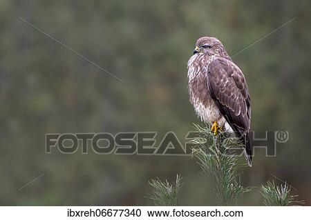 Stock Image - Steppe buzzard (Buteo buteo), sitting on a pine tree, Tyrol, Austria, Europe. Fotosearch