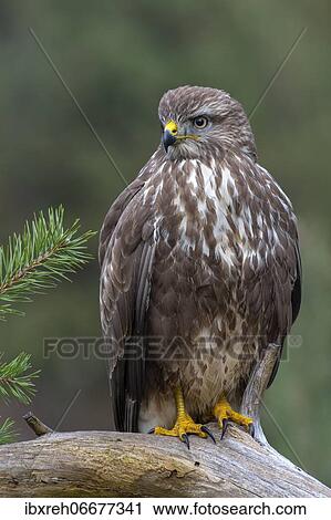 Steppe buzzard (Buteo buteo), sitting on a root, Tyrol, Austria, Europe View Large Photo Image Stock Image - Steppe buzzard (Buteo buteo), sitting on a root, Tyrol, Austria, Europe. Fotosearch