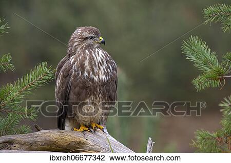 Stock Image - Steppe buzzard (Buteo buteo), sitting on a root, Tyrol, Austria, Europe. Fotosearch