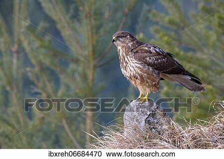 Steppe buzzard (Buteo buteo), sitting on a stone, Terfens, Tyrol, Austria, Europe View Large Photo Image Stock Image - Steppe buzzard (Buteo buteo), sitting on a stone, Terfens, Tyrol, Austria, Europe. Fotosearch