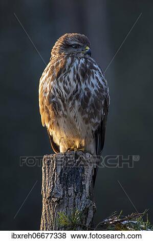 Stock Photo - Steppe buzzard (Buteo buteo), sitting on a tree stump, Tyrol, Austria, Europe. Fotosearch