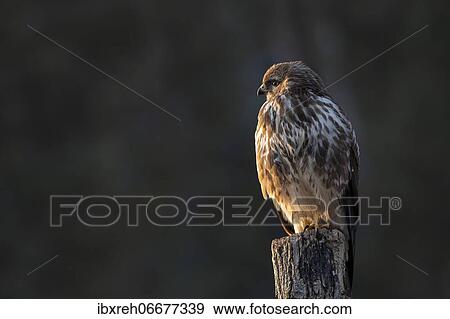 Stock Photo - Steppe buzzard (Buteo buteo), sitting on a tree stump, Tyrol, Austria, Europe. Fotosearch
