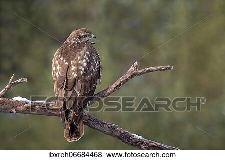 Stock Photo - Steppe buzzard (Buteo buteo), sitting on a branch, Terfens, Tyrol, Austria, Europe. Fotosearch