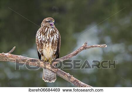 Stock Photo - Steppe buzzard (Buteo buteo), sitting on a branch, Terfens, Tyrol, Austria, Europe. Fotosearch