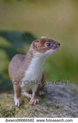 Stoat (Mustela erminea), Vechta, Lower Saxony, Germany, Europe View Large Photo Image Stock Image - Stoat (Mustela erminea), Vechta, Lower Saxony, Germany, Europe. Fotosearch