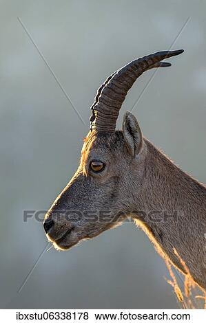 Stone Ice (Capra ibex), Stone Ice Portrait against the light, Bernese Oberland, Switzerland, Europe View Large Photo Image Stock Photo - Stone Ice (Capra ibex), Stone Ice Portrait against the light, Bernese Oberland, Switzerland, Europe. Fotosearch