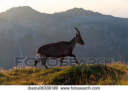 Stone ice (Capra ibex), stone ice against the light, Bernese Oberland, Switzerland, Europe View Large Photo Image Stock Photo - Stone ice (Capra ibex), stone ice against the light, Bernese Oberland, Switzerland, Europe. Fotosearch