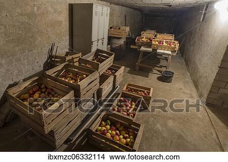 Storage of apples in boxes in the cellar, Germany, Europe View Large Photo Image Picture - Storage of apples in boxes in the cellar, Germany, Europe. Fotosearch