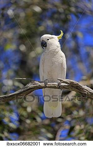 Sulphur-crested cockatoo (Cacatua galerita), adult, on tree, New South Wales, Australia, Oceania View Large Photo Image Stock Image - Sulphur-crested cockatoo (Cacatua galerita), adult, on tree, New South Wales, Australia, Oceania. Fotosearch