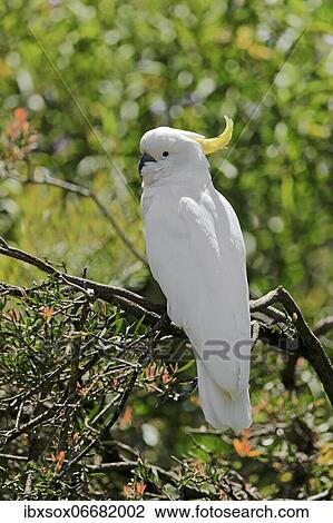 Sulphur-crested cockatoo (Cacatua galerita), adult, on tree, New South Wales, Australia, Oceania View Large Photo Image Stock Image - Sulphur-crested cockatoo (Cacatua galerita), adult, on tree, New South Wales, Australia, Oceania. Fotosearch