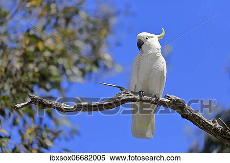 Sulphur-crested cockatoo (Cacatua galerita), adult, on tree, New South Wales, Australia, Oceania View Large Photo Image Stock Photography - Sulphur-crested cockatoo (Cacatua galerita), adult, on tree, New South Wales, Australia, Oceania. Fotosearch