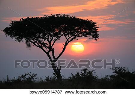 Sunrise behind umbrella acacia, savannah, Queen Elisabeth National Park, Uganda, Africa View Large Photo Image Stock Photo - Sunrise behind umbrella acacia, savannah, Queen Elisabeth National Park, Uganda, Africa. Fotosearch