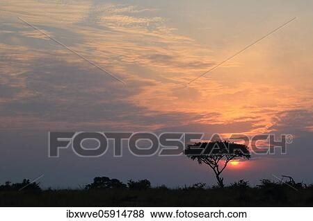 Stock Photo - Sunrise behind umbrella acacia, savannah, Queen Elisabeth National Park, Uganda, Africa. Fotosearch