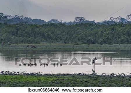 Stock Photograph - Sunset over the Brahmaputra river, Unesco world heritage site, Kaziranga National Park, Assam, India, Asia. Fotosearch