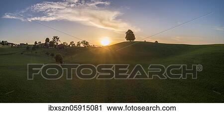 Stock Image - Sunset with lime tree on Drumlinhügel, panorama, drone shot, Menzingen, Canton Zug, Switzerland, Europe. Fotosearch