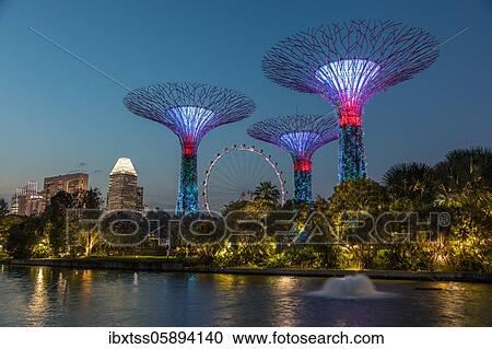 Supertrees at night, Supertree Grove, Gardens by the Bay, Singapore, Asia View Large Photo Image Stock Image - Supertrees at night, Supertree Grove, Gardens by the Bay, Singapore, Asia. Fotosearch