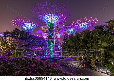 Supertrees at night, Supertree Grove, Gardens by the Bay, Singapore, Asia View Large Photo Image Stock Photograph - Supertrees at night, Supertree Grove, Gardens by the Bay, Singapore, Asia. Fotosearch
