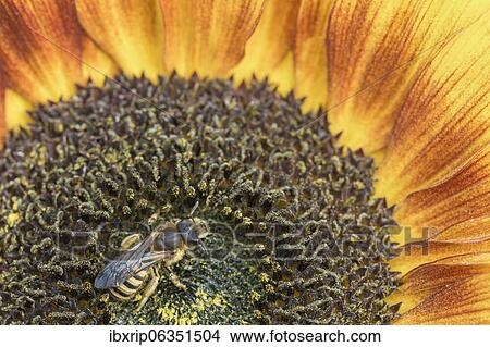 Sweat Bee (Halictus scabiosae), on sunflower, Germany, Europe View Large Photo Image Picture - Sweat Bee (Halictus scabiosae), on sunflower, Germany, Europe. Fotosearch