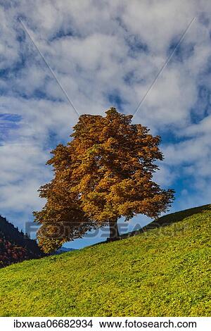 Sycamore maple maple (Acer pseudoplatanus) in autumn, Dietersbachtal near Oberstdorf, Allgäu Alps, Allgäu, Bavaria, Germany, Europe View Large Photo Image Picture - Sycamore maple maple (Acer pseudoplatanus) in autumn, Dietersbachtal near Oberstdorf, Allgäu Alps, Allgäu, Bavaria, Germany, Europe. Fotosearch