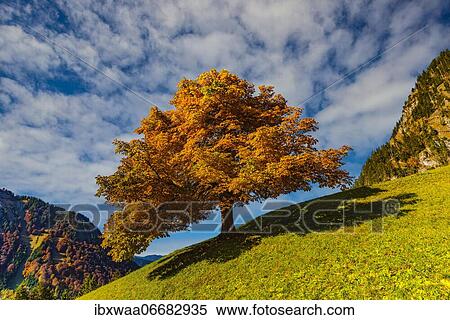 Stock Photography - Sycamore maple maple (Acer pseudoplatanus) in autumn, Dietersbachtal near Oberstdorf, Allgäu Alps, Allgäu, Bavaria, Germany, Europe. Fotosearch