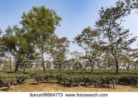 Stock Image - Tea fields on a Tea plantation, Assam, India, Asia. Fotosearch