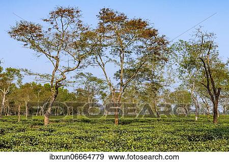 Tea fields on a Tea plantation, Assam, India, Asia View Large Photo Image Stock Photo - Tea fields on a Tea plantation, Assam, India, Asia. Fotosearch