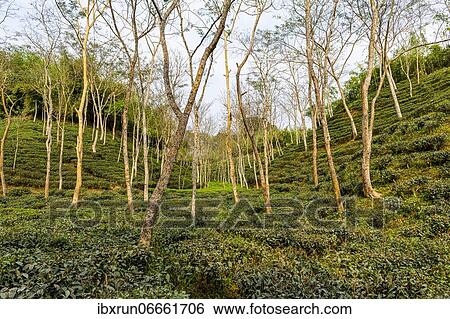 Stock Photograph - Tea plants on a Tea plantation in Sreemagal, Bangladesh, Asia. Fotosearch