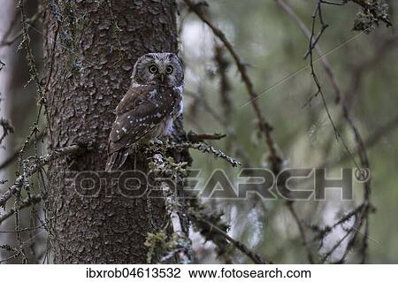Stock Image - Tengmalm's owl (Aegolius funereus) sitting on a tree trunk, Northern Ostrobothnia, Finland, Europe. Fotosearch
