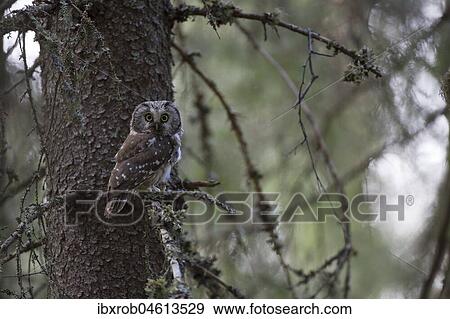 Stock Photo - Tengmalm's owl (Aegolius funereus) sitting on a tree trunk, Northern Ostrobothnia, Finland, Europe. Fotosearch