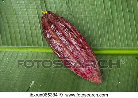 Stock Photo - The cocoa bean, also cacao bean (Theobroma cacao), Plantation Roca Monte Cafe, Sao Tome, Sao Tome and Principe, Atlantic ocean, Africa. Fotosearch