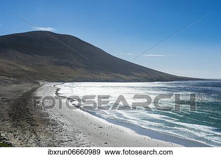 The Neck isthmus on Saunders island, Falklands, South America View Large Photo Image Stock Photo - The Neck isthmus on Saunders island, Falklands, South America. Fotosearch