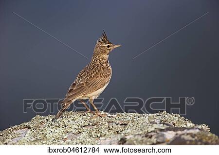 Thekla Lark (Galerida theklae) on rock, Extremadura, Spain, Europe View Large Photo Image Picture - Thekla Lark (Galerida theklae) on rock, Extremadura, Spain, Europe. Fotosearch
