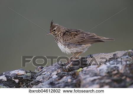 Thekla Lark (Galerida theklae) on rock, Extremadura, Spain, Europe View Large Photo Image Stock Image - Thekla Lark (Galerida theklae) on rock, Extremadura, Spain, Europe. Fotosearch