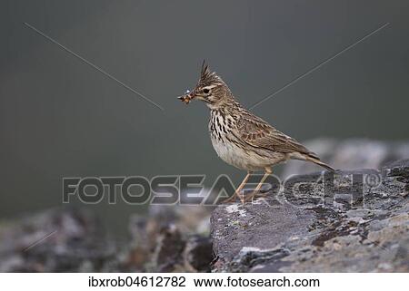Thekla Lark (Galerida theklae) with food on rock, Extremadura, Spain, Europe View Large Photo Image Stock Image - Thekla Lark (Galerida theklae) with food on rock, Extremadura, Spain, Europe. Fotosearch
