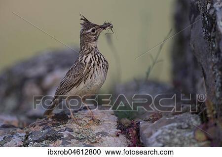 Thekla Lark (Galerida theklae) with food on rock, Extremadura, Spain, Europe View Large Photo Image Stock Image - Thekla Lark (Galerida theklae) with food on rock, Extremadura, Spain, Europe. Fotosearch